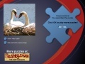 Game Swans Puzzle