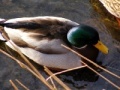 Jeu Jigsaw: Shallow Duck