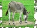 Jeu Jigsaw: Donkey