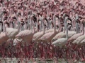 Jeu Flamingos Slider