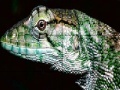Jeu Wild iguana slide puzzle