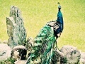 Jeu Beautiful peacock slide puzzle
