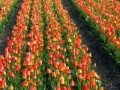 Jeu Jigsaw: Tulip Field