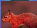 Jeu Red summer squirrels puzzle