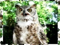 Jeu Jigsaw: Owl