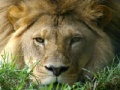 Jeu African Lion
