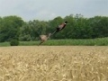 Game Pheasant Hunting