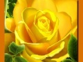 Game Yellow Roses