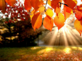 Game Jigsaw Puzzle: Autumn