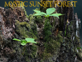 Game Mystic sunset forest
