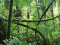 Jeu Jigsaw puzzle: Rainforest
