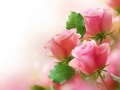 Game Pink Roses