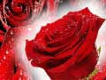 Game Red Roses