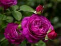 Game Purple Roses