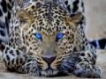 Game Leopard