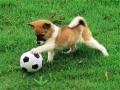 Game Playful Puppy Outdoor Puzzle