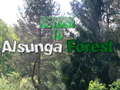 Jeu Return To Alsunga Forest