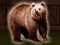 Game Save The Grizzly Bear