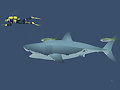 Game Mad Shark