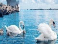 Game Swan family slide puzzle