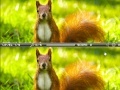 Jeu Squirrel difference