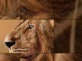 Game Big brave lion slide puzzle