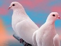 Game Lovely white doves slide puzzle