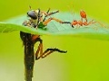 Jeu Little ant and leaf slide puzzle