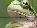 Jeu Sweet Green Frog Slide Puzzle