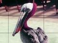 Game Pink headed pelican slide puzzle
