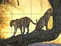 Jeu Big wild cats slide puzzle