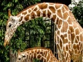 Jeu Giraffes in the forest slide puzzle