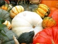 Jeu Hidden Objects: Pumpkin Show