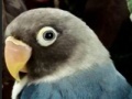 Jeu Hidden Alphabets - Parrots