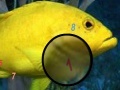 Jeu Amazing Fishes Hidden Numbers