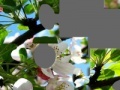 Jeu Blooming apple tree