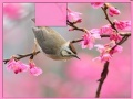 Jeu Bird at Spring
