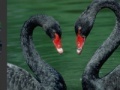 Jeu Black Swans