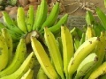 Jeu Jigsaw: Banana Bunch