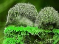 Jeu Green Hedgehogs: Puzzle