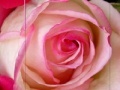 Jeu Pink Rose