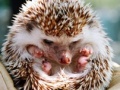 Jeu Small hedgehog