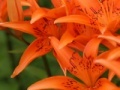 Jeu Jigsaw: Orange Lilies