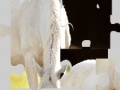 Jeu White Horse