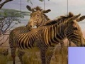 Jeu Zebras in The Desert: Slide Puzzle