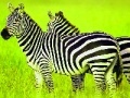 Jeu Green Safari: Zebras Puzzle