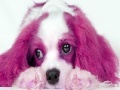 Jeu Animal Puzzle