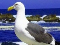 Jeu Seagulls In The Ocean: Puzzle