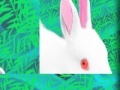 Jeu Rabbit: Puzzle