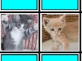 Jeu Fuzzy Memory: Kittens
